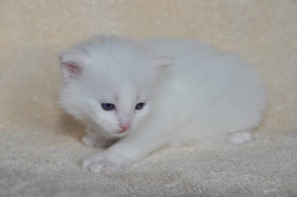 Lou Lou mit 3 Wochen.jpg